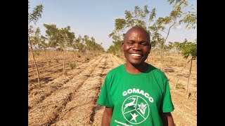 Gliricidia Sepium  Farmers Tell Their Stories [upl. by Cleon]