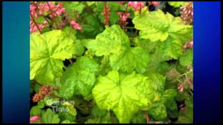 Plant Pick  Heuchera Little cutie Sweet Tart [upl. by Lebyram418]