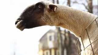 Goats Yelling Like Humans  Super Cut Compilation 2 [upl. by Azeret]