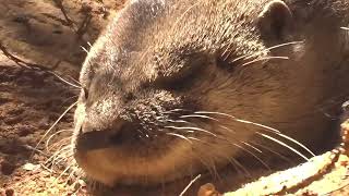 LONTRA ANIMAIS DO BRASIL SOM DE ÁGUA RELAXAR [upl. by Napier205]