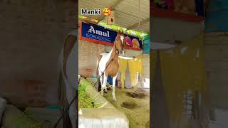 Ha manki ha✨❤️✌🏻horselover horseriding horse manki shortvideo viralvideo viralreels [upl. by Nylloc]