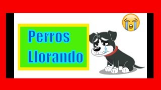 PERROS LLORANDO efecto de sonido HD 😭 perros lloran perros llorandollanto de perroperros lloron [upl. by Bellew509]