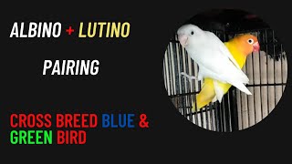 AlbinoLutino Pairing  Best Pairing of Love bird  Best Cross Breeding [upl. by Fidellas]