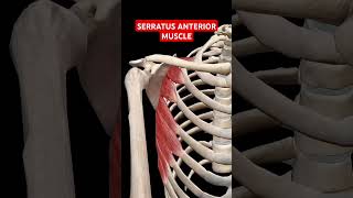 Serratus Anterior Axillary Muscle Work anatomy shoulder shoulder doctor [upl. by Aramas255]