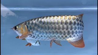 Super Rare amp Beautiful Devil Arowana Fish in the World [upl. by Einaffets945]