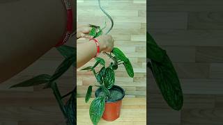 Decorative ideas of Monstera Peru Plant and Pothos plantdecoration indoorplants plantdecoration [upl. by Ahcsap]