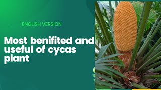 importence of cycas How can benifited of cycas [upl. by Codd626]