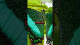 Top 10 Most Beautiful Butterfly species butterfly 🦋🦋 [upl. by Oliric990]