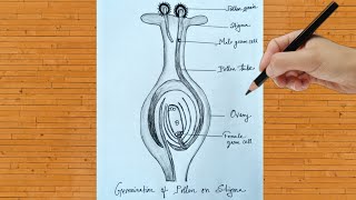 Germination Of Pollen On Stigma Diagram Drawing Step By Step How To Draw Pollen Germination Diagram [upl. by Neeli]