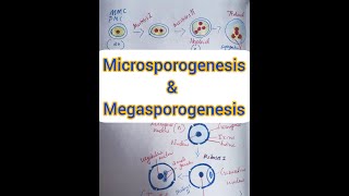 Microsporogenesis amp Megasporogenesis  In Malayalam [upl. by Aprile]