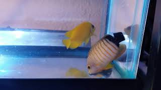 Wes Reef  Lemon Peel Singapore amp Eiblis Angelfish [upl. by Weiner]