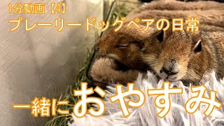 ～1分動画無音～寝るときは一緒 プレーリードッグ Prairie dogs sleeping together 4 [upl. by Radford578]