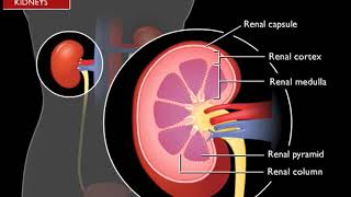 Anatomy and physiology of Urinary System [upl. by Osanna]