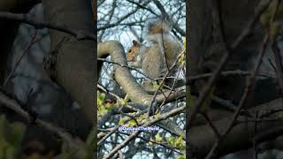 Staten Island New York nyc nature outloudtheworld travel beautiful birds เรียนรู้ animals [upl. by Lymann]