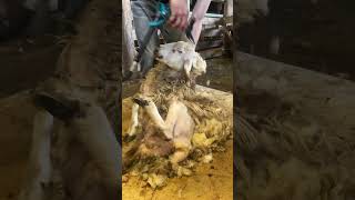 Learning to Shear with the Robbie Hislop Shearing School 🐏 [upl. by Gilbertson]