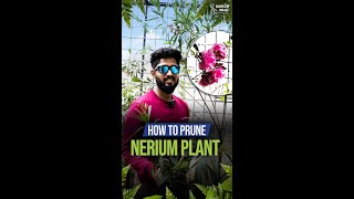 How To Prune Your Nerium Oleander Plant [upl. by Gibun]