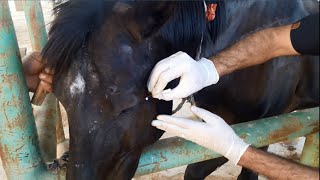 Infraorbital nerve block in pterygopalatine fossa horse 🐎 🐴 BLOQUEIO nervo INFRAORBITÁRIO em Equinos [upl. by Afra]