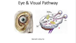 Eye amp Visual Pathway please see description for correction of last two slides quotQuadrantanopiaquot [upl. by Leoj960]