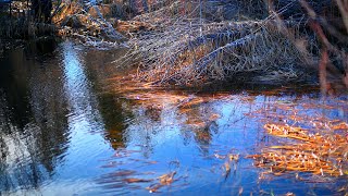 Reflections in Indian Ford Creek North of Sisters Oregon [upl. by Prinz147]