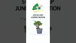 StepbyStep Juniper Bonsai Tutorial [upl. by Oine592]