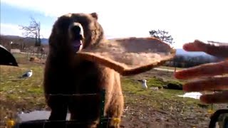 Kodiak Bear Playing Catch with Bread [upl. by Arev]