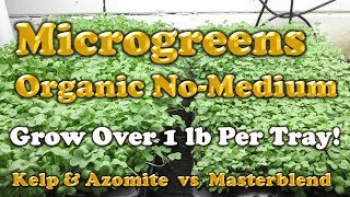 How to Grow Organic Microgreens with Kelp amp Azomite [upl. by Orazal]