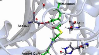 Molecular dynamics of CmAAT1 Enzyme CmAAT1HexaCoA complex [upl. by Stelle]