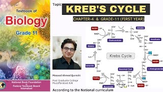 Krebs Cycle  Tricarboxylic Acid cycle  Citric Acid Cycle  Biology  Urdu Hindi English  FBISE [upl. by Giorgio]