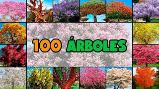 100 nombres de ÁRBOLES MUY COLORIDOS y PINTORESCOS [upl. by Ettenan]