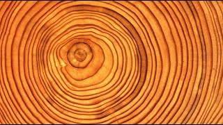 Introduction to Dendrochronology [upl. by Yerocal]