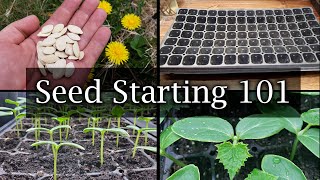 How To Start Vegetable Seeds  The Definitive Guide For Beginners [upl. by Sadiras471]