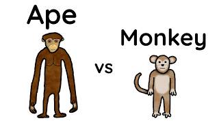 Monkeys vs Apes Whats the difference [upl. by Samuele]