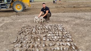 ratting with terriers 320 rats smashed [upl. by Aon]