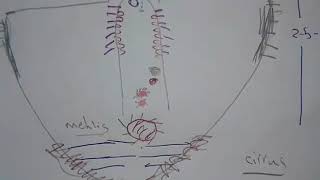 Fasciola hepatica and F Gigantica [upl. by Assenar]