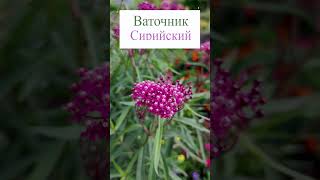 Ваточник сирийский🧐 garden цветы flowers [upl. by Amora]