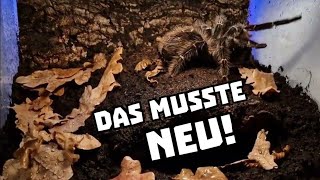 Ich musste das Terrarium der Lasiodora parahybana einfach neu machen  112023 [upl. by Airres]