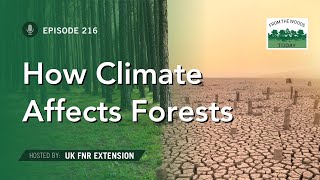 How Changes to Climate Affect Our Forests  From the Woods Today  Episode 216 [upl. by Ledeen]