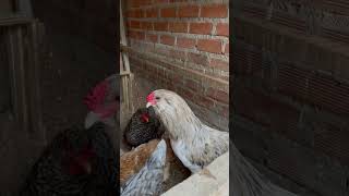 Un gallo barbón shortvideo gallinas gallinasencasa [upl. by Chelsy]