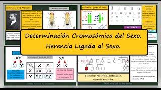 Determinación Cromosómica del Sexo Herencia Ligada al Sexo Daltonismo y Hemofilia Genética [upl. by Aoket97]