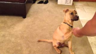 16 week old Pitbull Labrador mix puppy dog training and tri [upl. by Donall901]