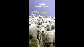 A  of sheep Collective nouns for animals  BBC Learning English [upl. by Omocaig]