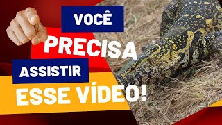 web lizard lagartos Teiúbranco tiúteiuaçu tejuguaçu teju tejo teiúaçutijuandersonmalu [upl. by Elly]