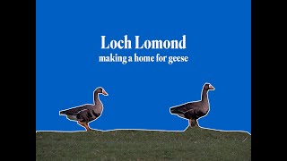 Making a home for rare geese at RSPB Scotlands Loch Lomond nature reserve [upl. by Enytsirk]