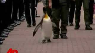 Raw Video Penguin Receives Norwegian Knighthood [upl. by Delano477]