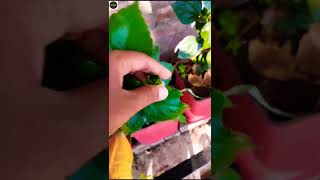 Hibiscus plants not flowering try these tips shorts youtubeshorts hibiscus [upl. by Nosmas670]