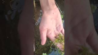 guppy grass aquarium plantguppygrass subscribe [upl. by Durno]