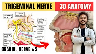 trigeminal nerve anatomy  fifth cranial nerve anatomy  maxillary nerve anatomy [upl. by Charla]