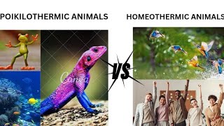 HOMEOTHERMIC ANIMALS ⚡⚡ VS POIKILOTHERMIC ANIMALS⚡⚡ [upl. by Strong]