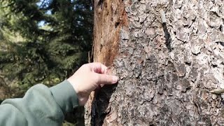 Climate change blamed for death by beetle of German trees [upl. by Atiuqat]