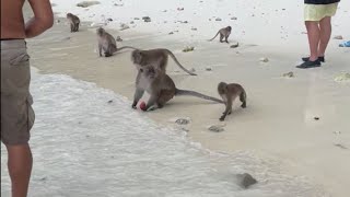 Boy engulfed in panic after facing the wrath of angry monkeys due to ignoring warning  WooGlobe [upl. by Shue]